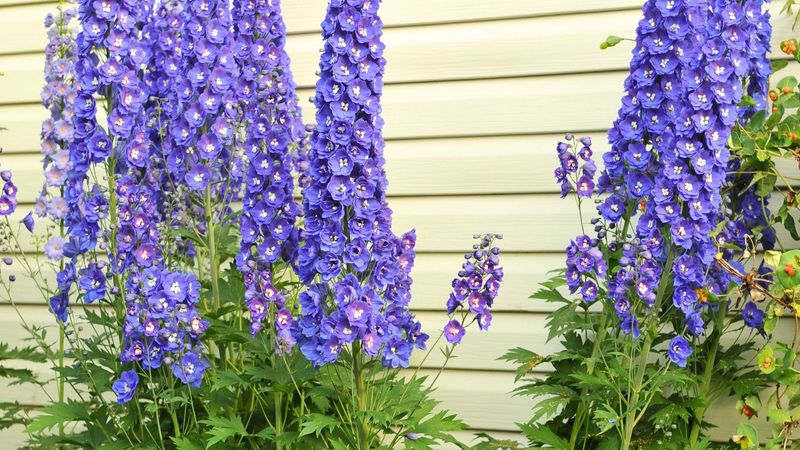 Delphinium