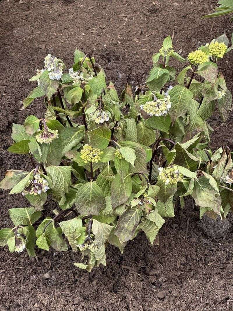 Transplanting At The Wrong Season