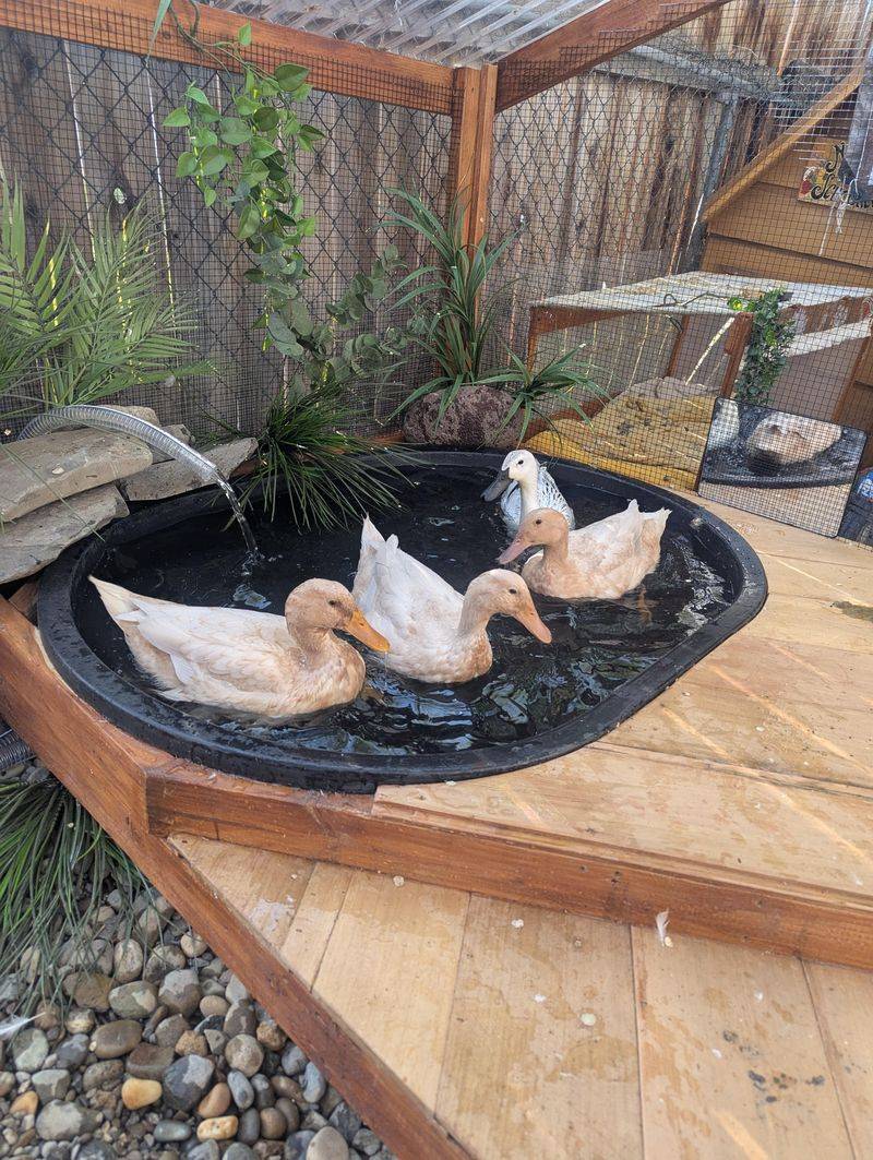 Water Feature Mishaps