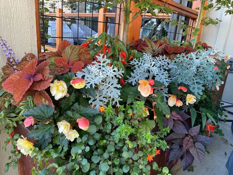 Ignoring Container Plants