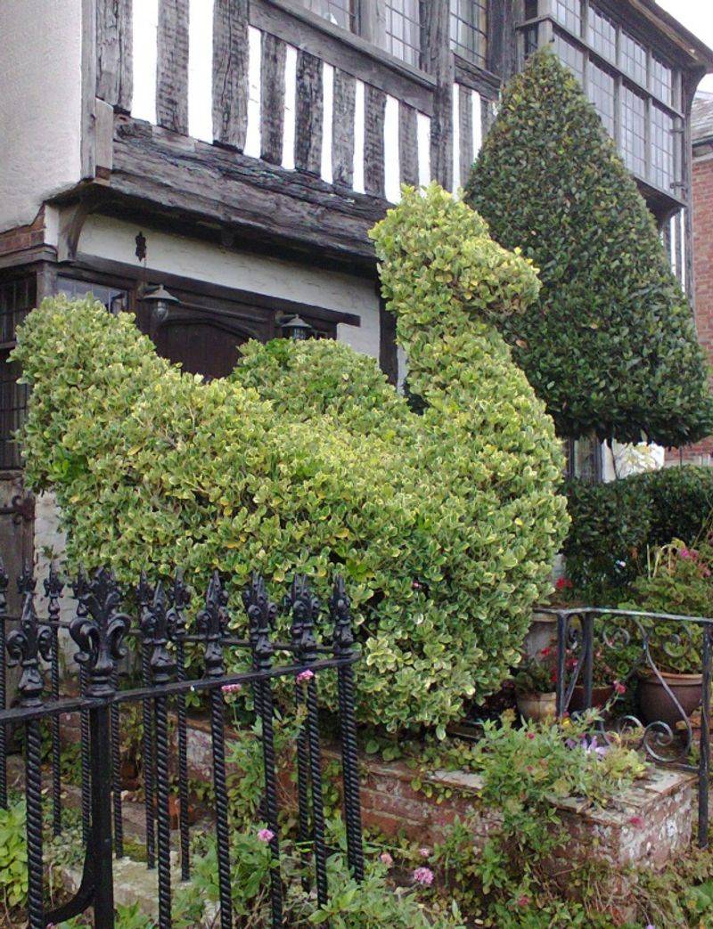 Topiary Specimens