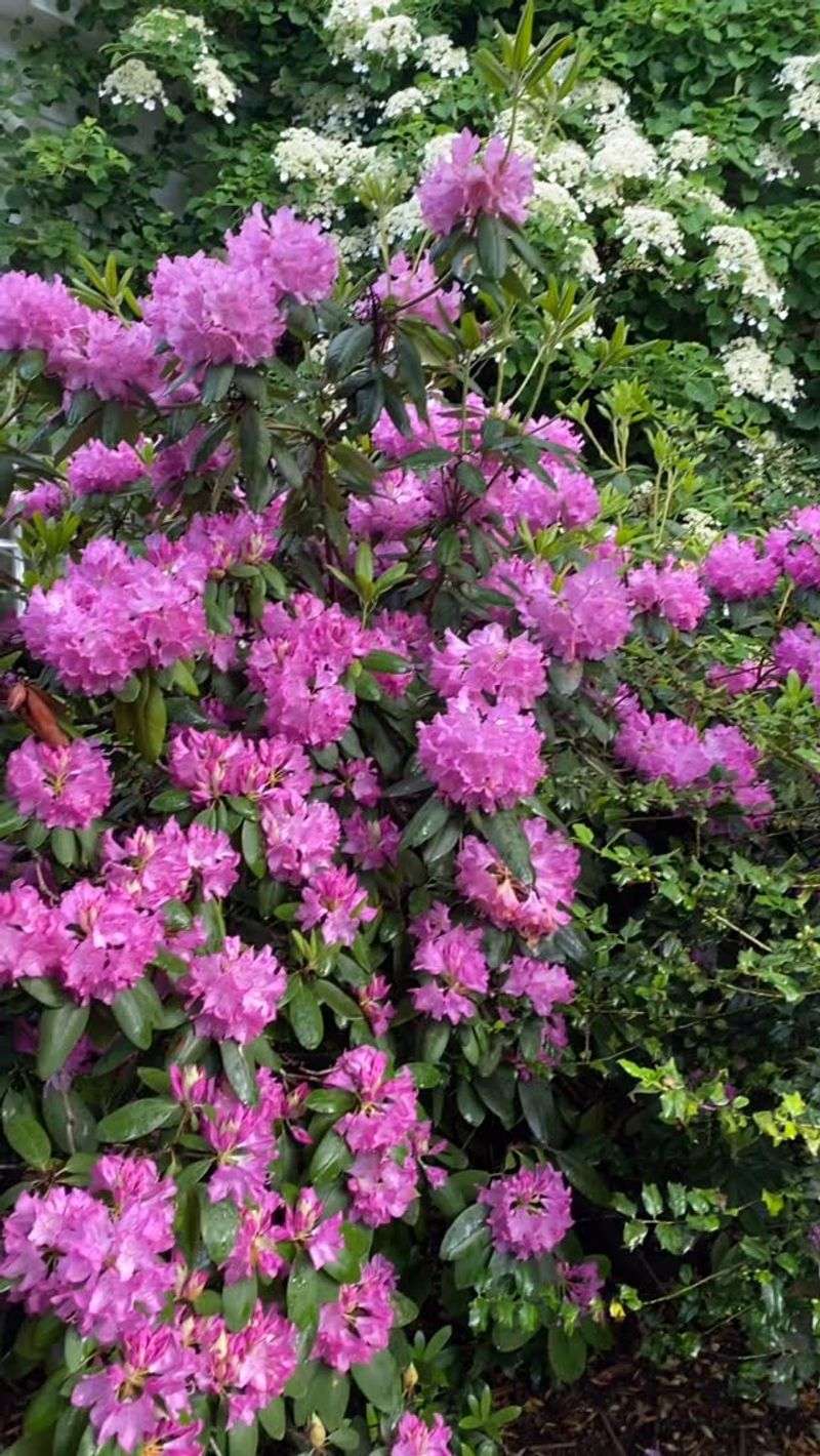 Rhododendrons - Woodland Wonders
