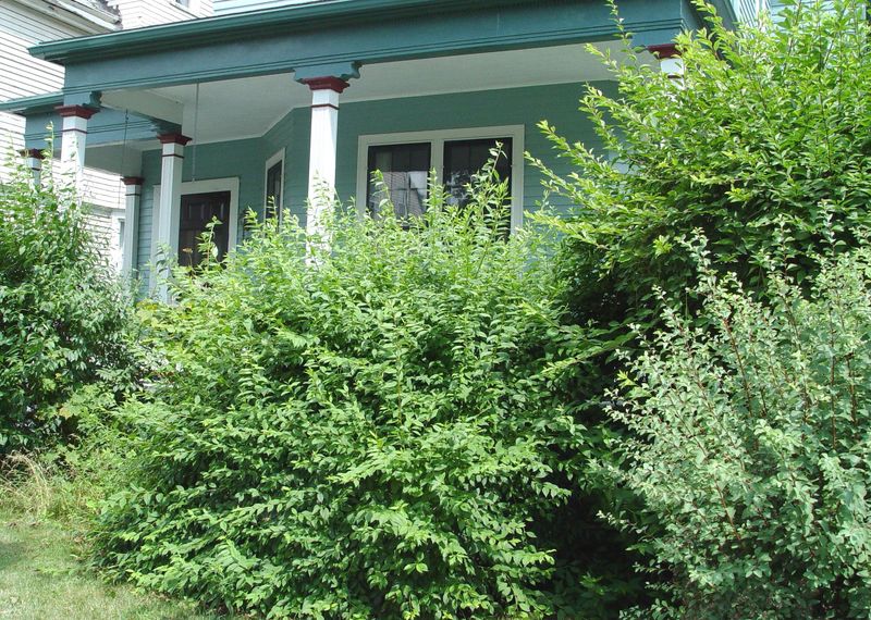Cotoneaster: The Incompatible Rooter