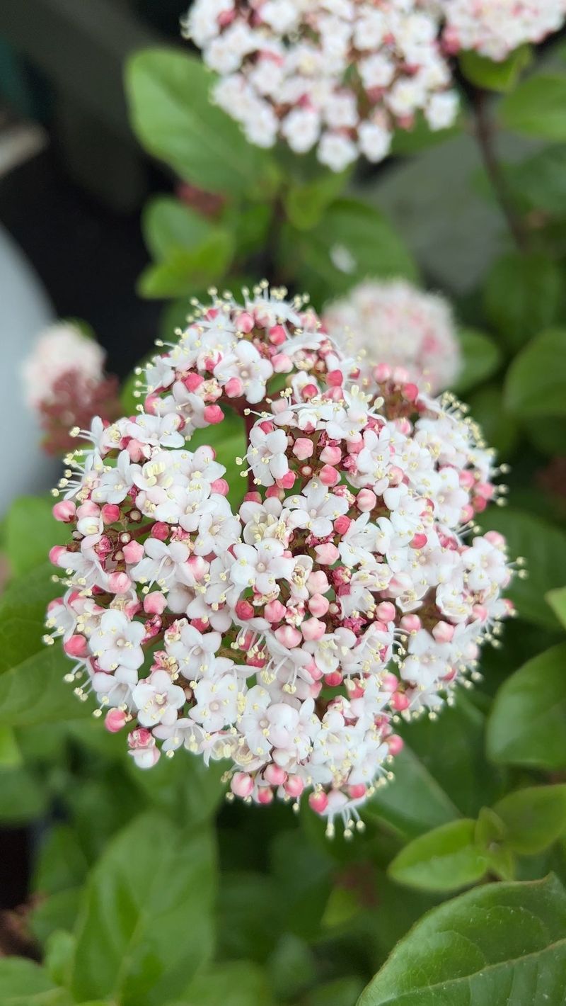 Viburnum