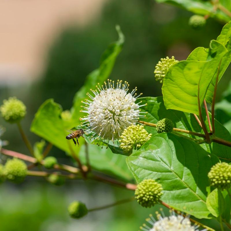 Buttonbush