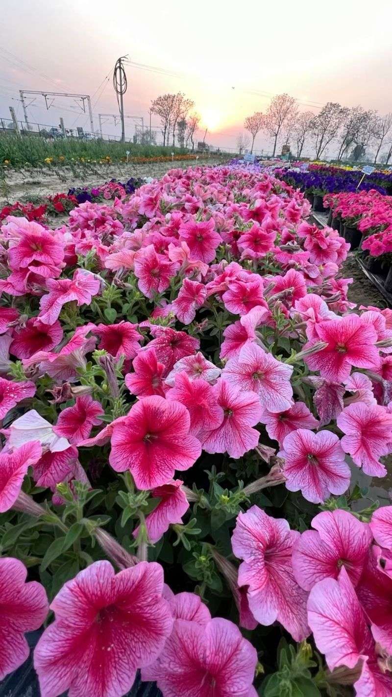Petunias