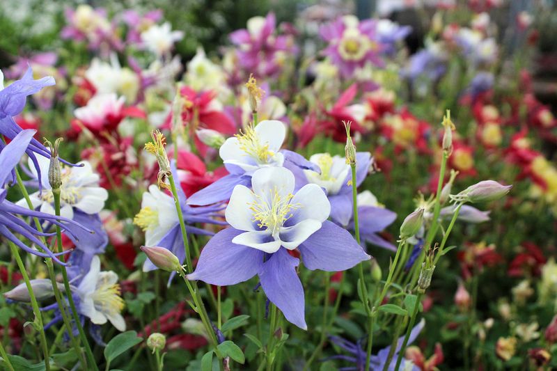 Columbines