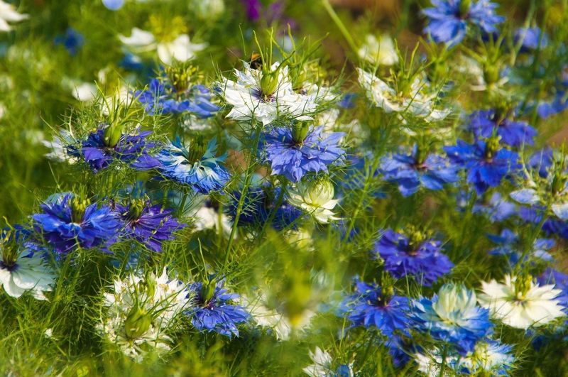 Love-In-A-Mist