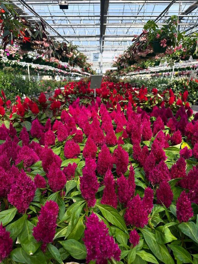 Celosia