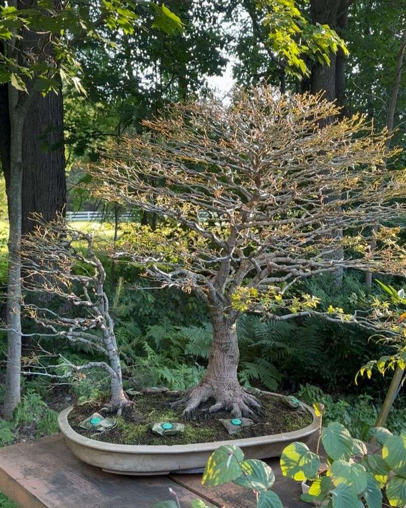 Bonsai-Inspired Pruning