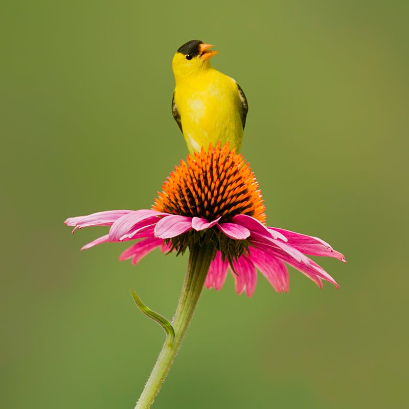 Bird-Feeding Stations Without the Mess