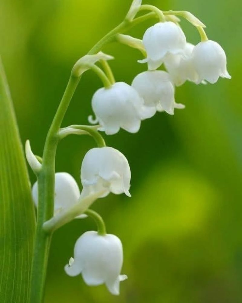 Lily Of The Valley