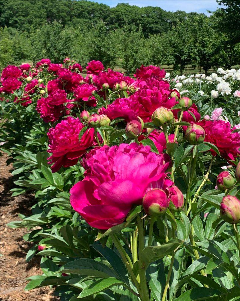 Peonies