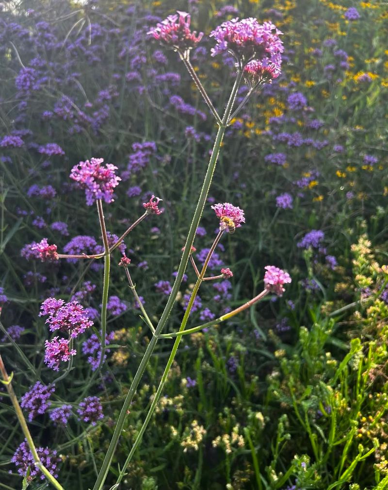 Verbena bonariensis