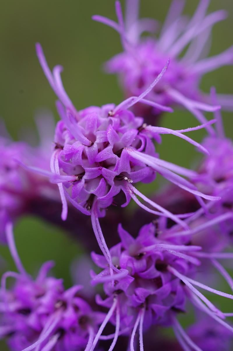 Liatris (Liatris spicata)