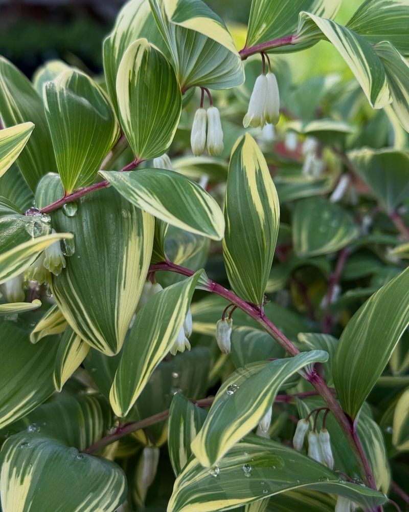 Solomon's Seal