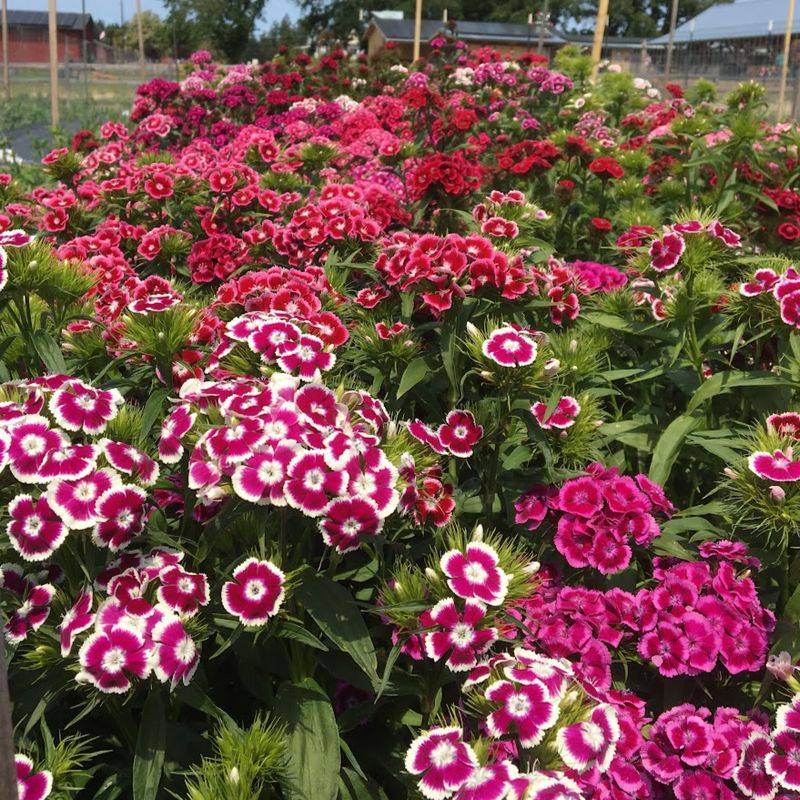 Sweet William (Dianthus barbatus)