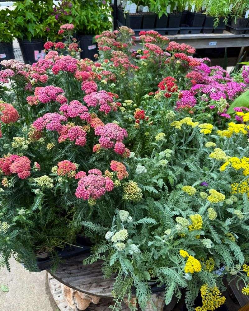 Yarrow