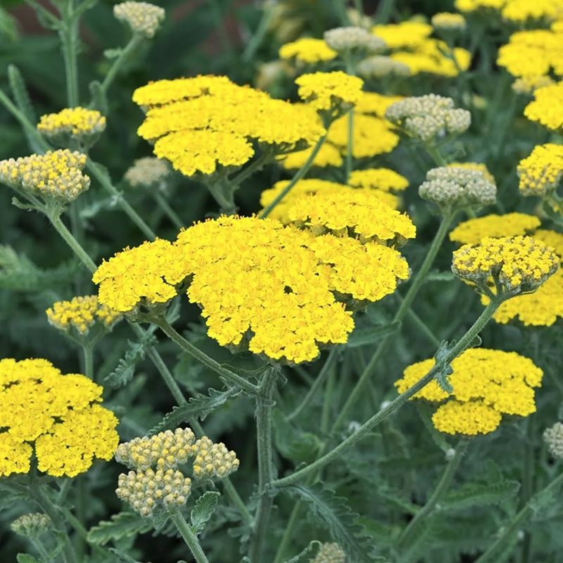 Yarrow: Warrior's Healing