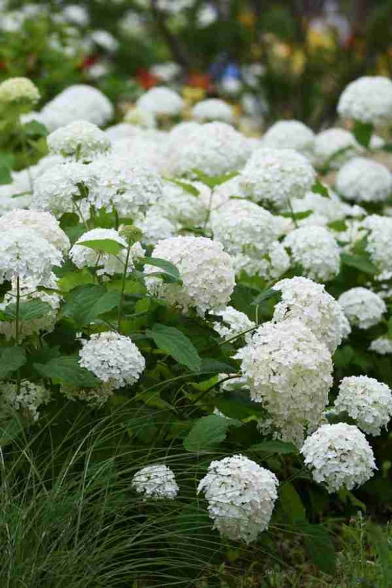 Hydrangea 'Annabelle': Floppy And Frustrating