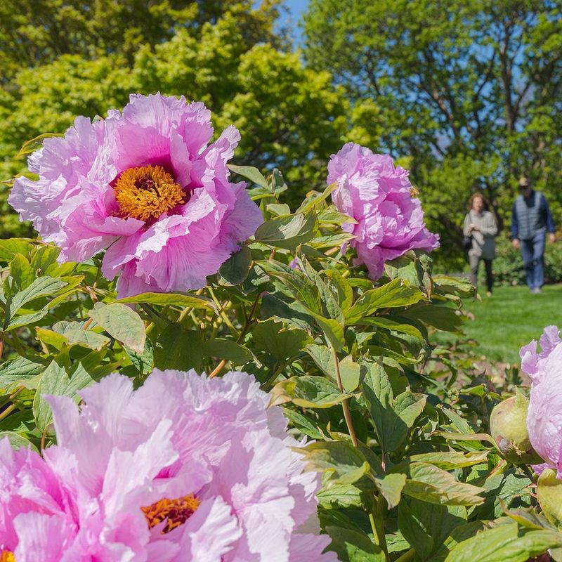 Tree Peonies
