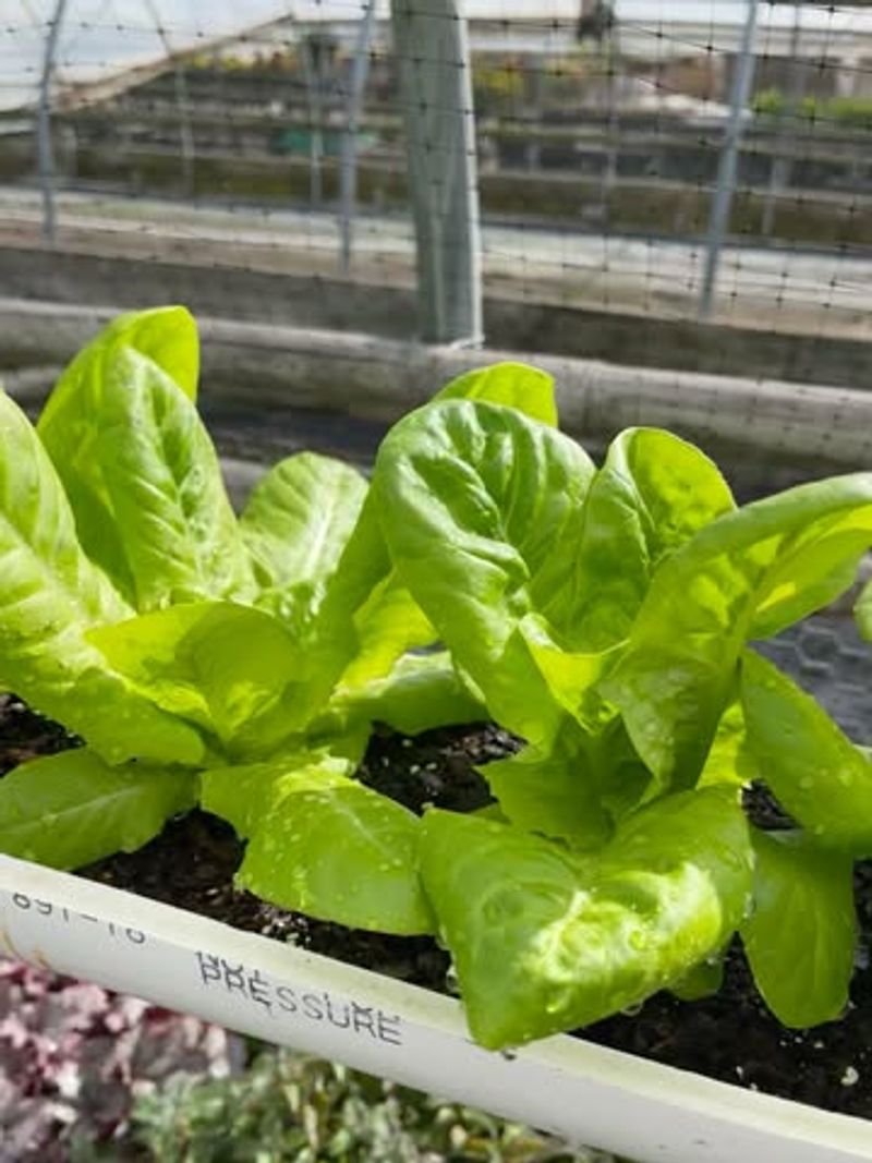 Practical Lettuce