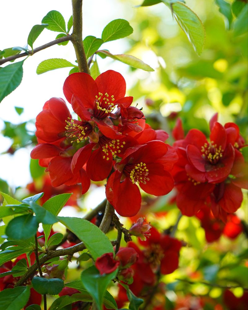 Stunning Flowering Quince