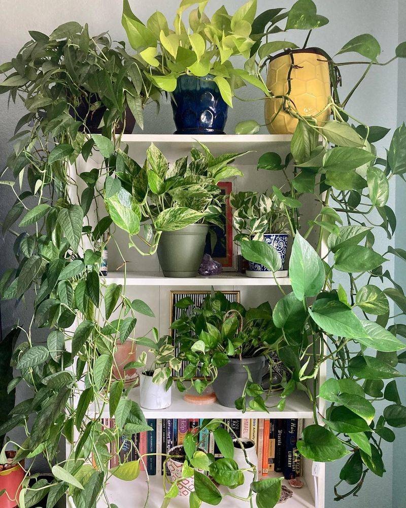 Theme By Plant Family