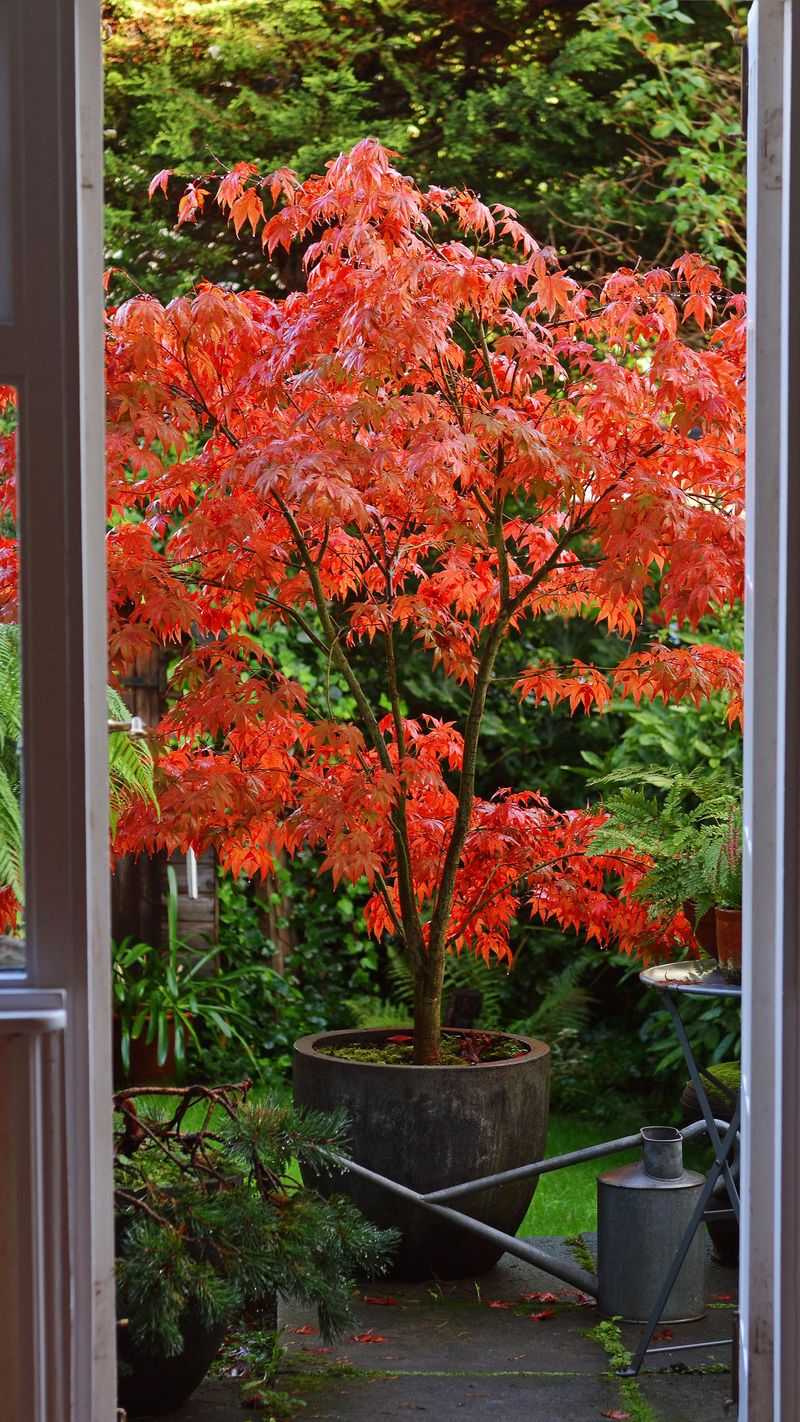 Container Planting For Flexibility