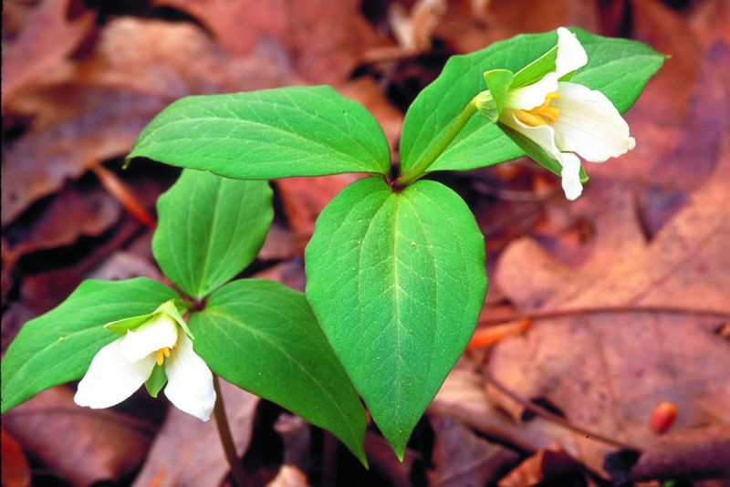 Persistent Trillium