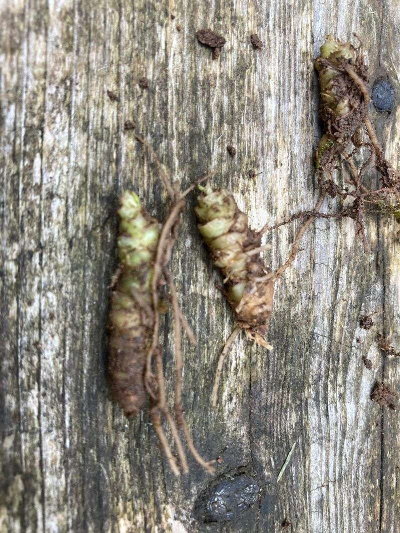 Natural Lawn Grub Control
