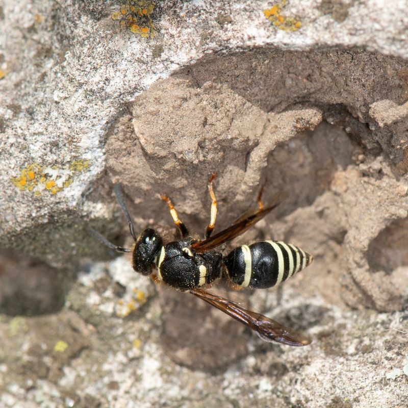 Wasp Behavior Understanding