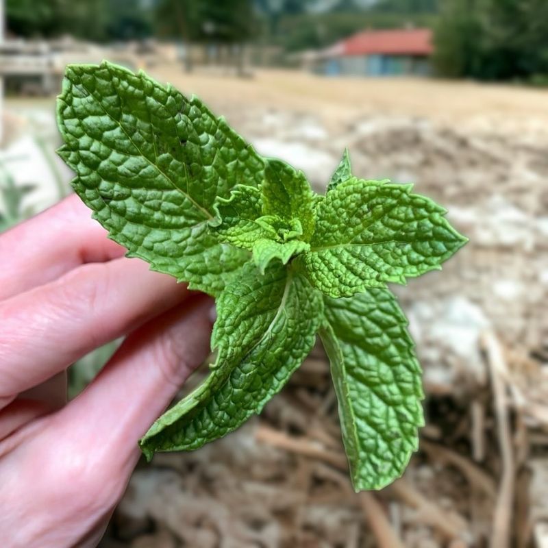 Mint Plants