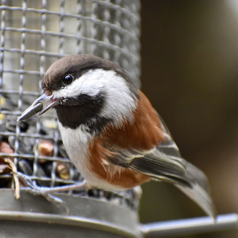 Diverse Feeding Stations