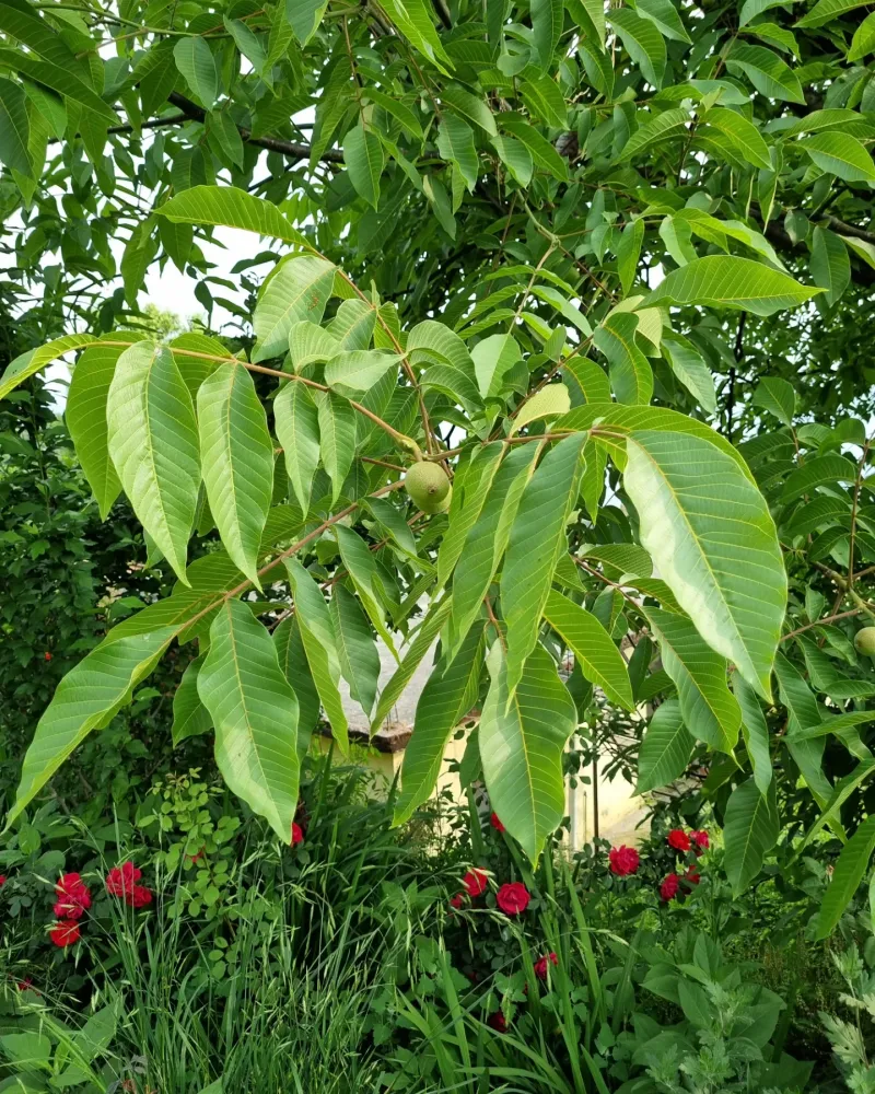 Near Walnut Trees