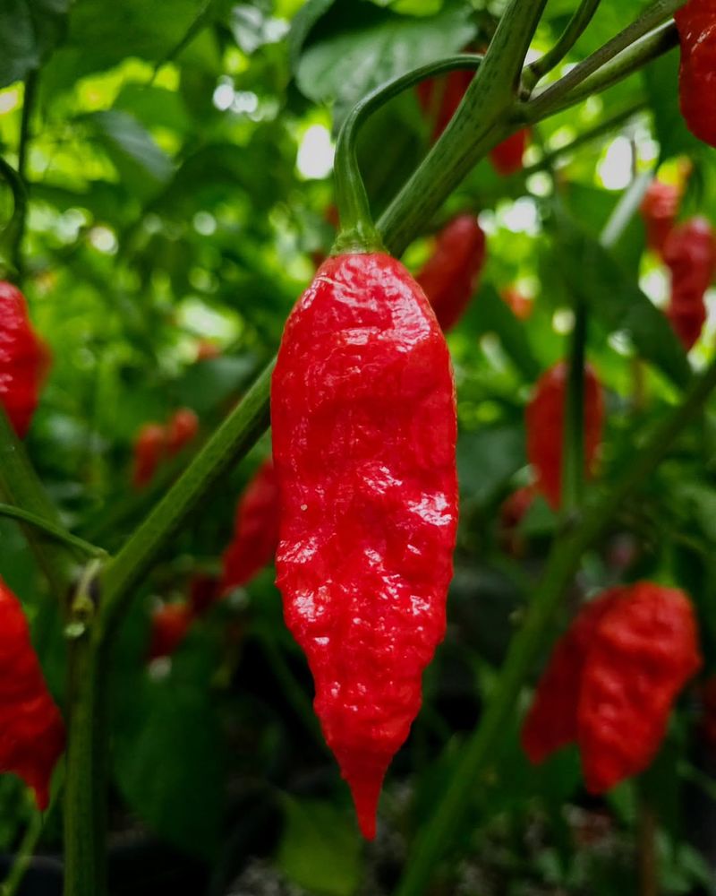 Ghost Pepper - The Heat Enthusiast's Challenge