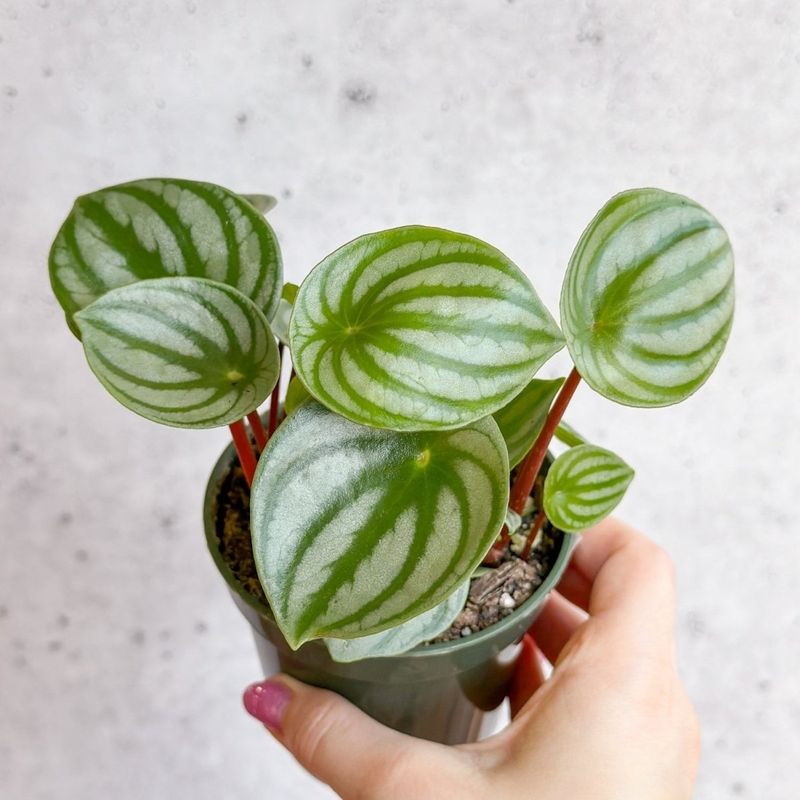 Watermelon Peperomia