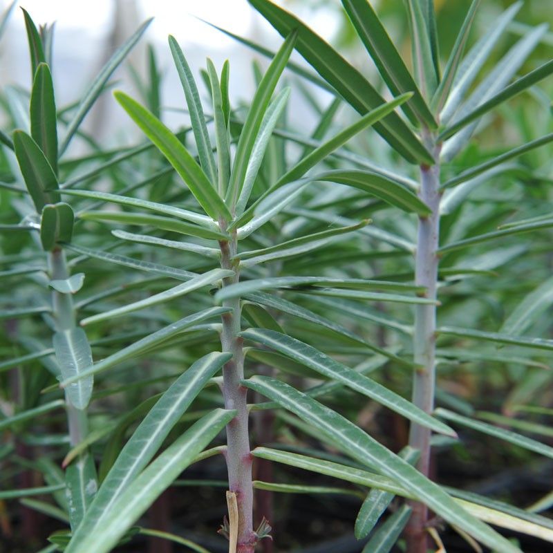 Euphorbias