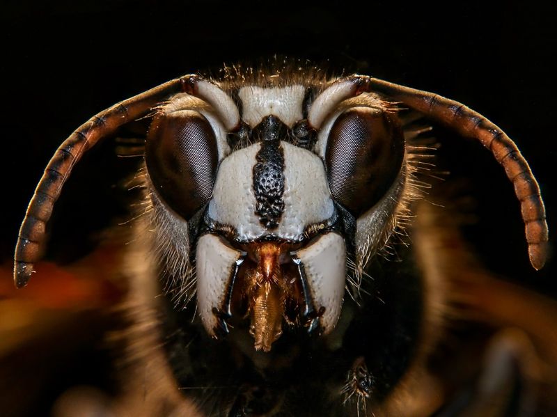 Bald-faced Hornets