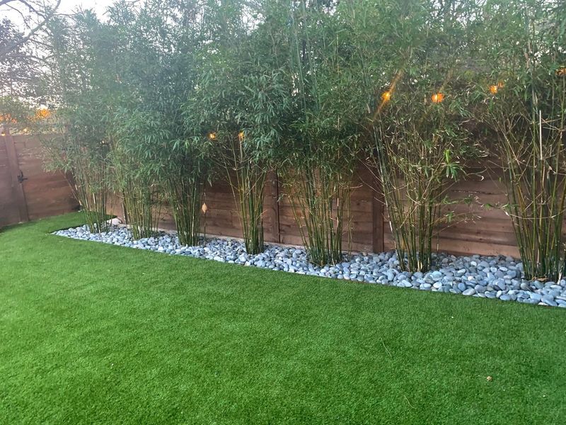 Bamboo Plantings