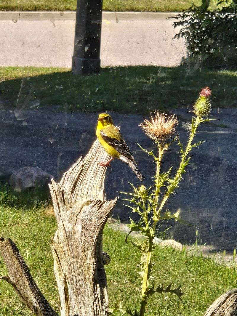 Nest Material Collectors Spread Fluffy Seeds