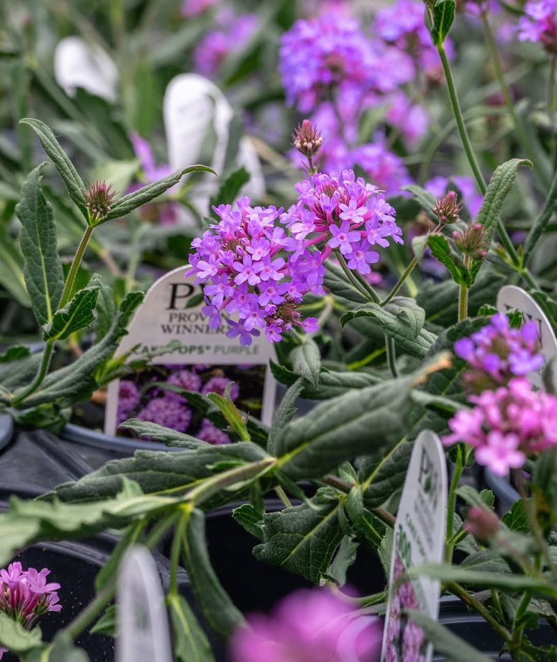 Trailing Verbena