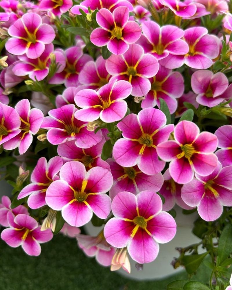 Calibrachoa