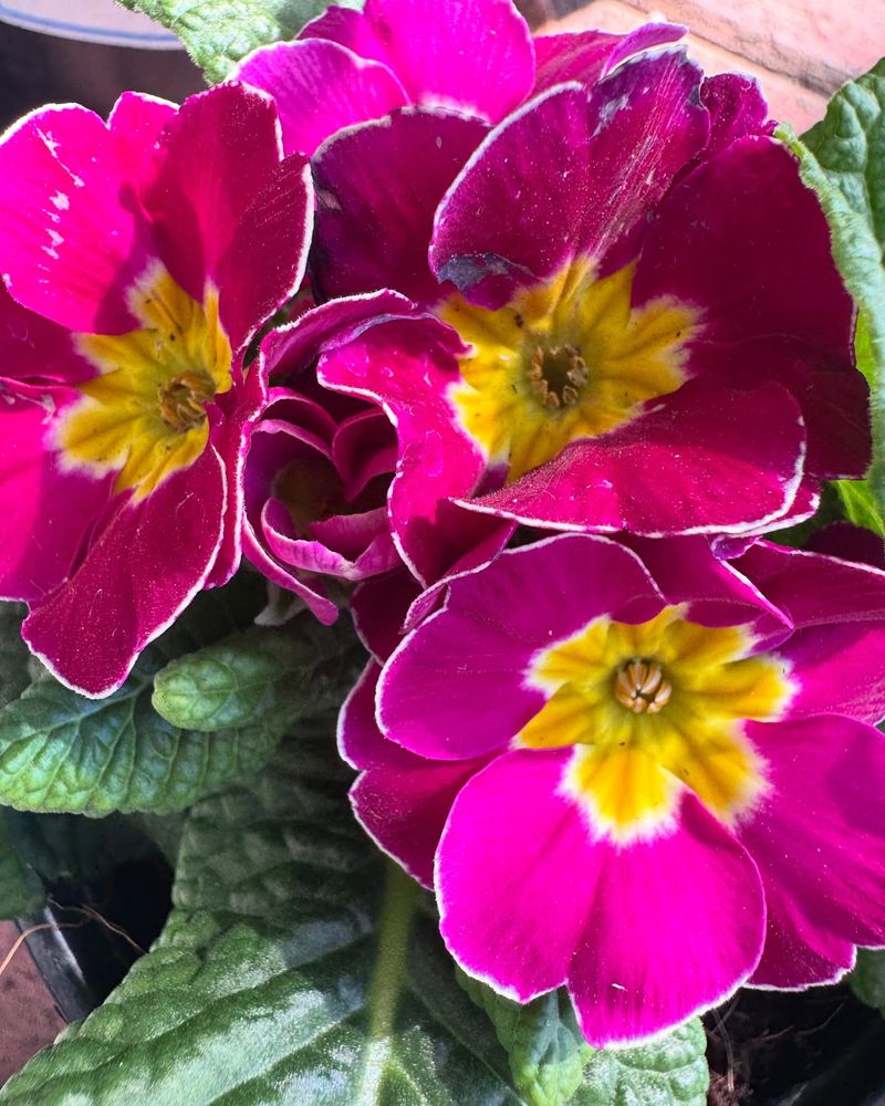 Primroses