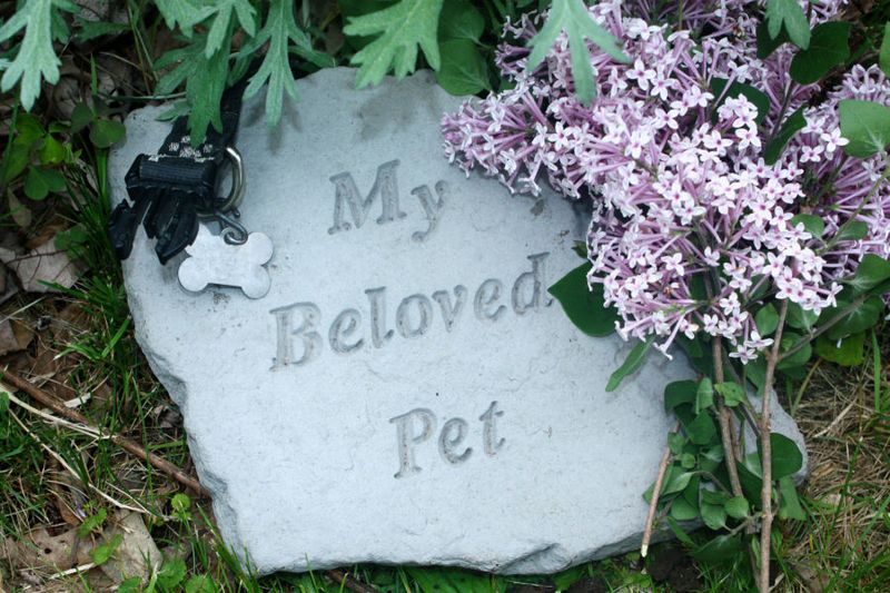 Pets And Livestock