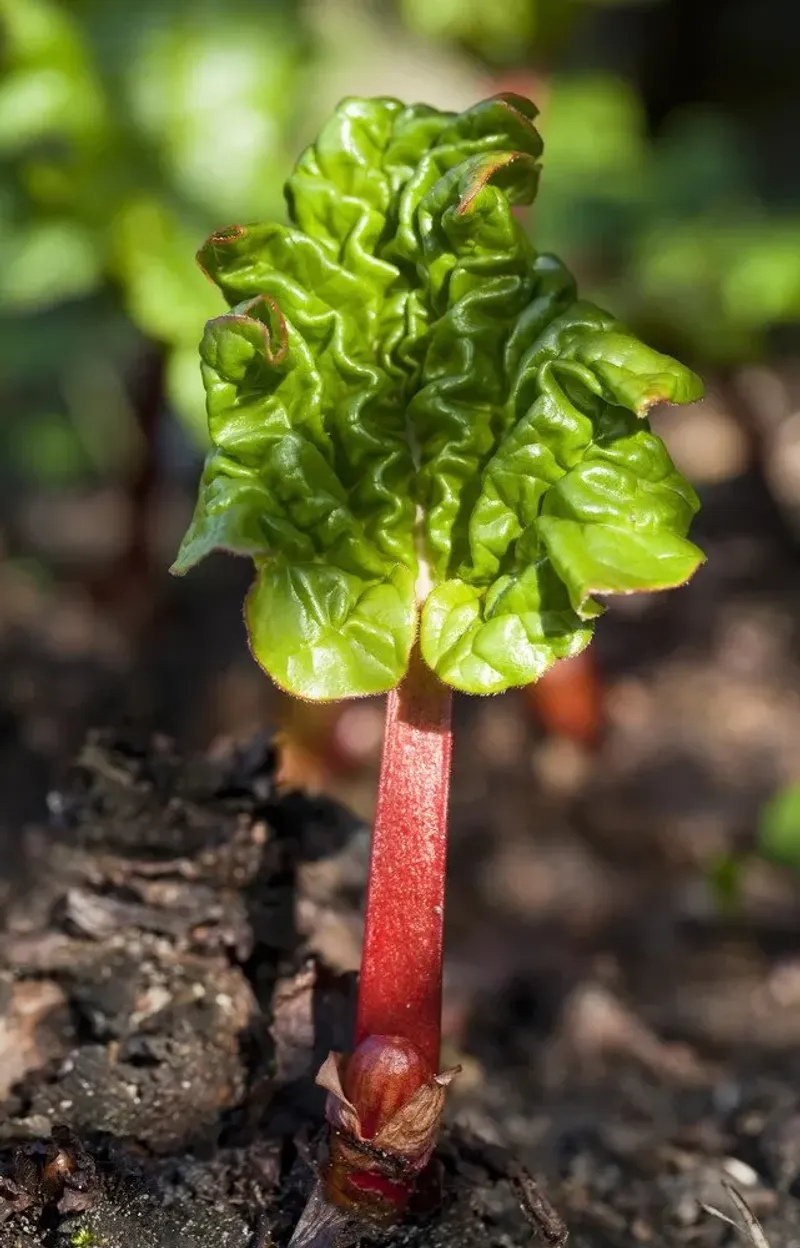 Rhubarb: Perennial That Needs Room