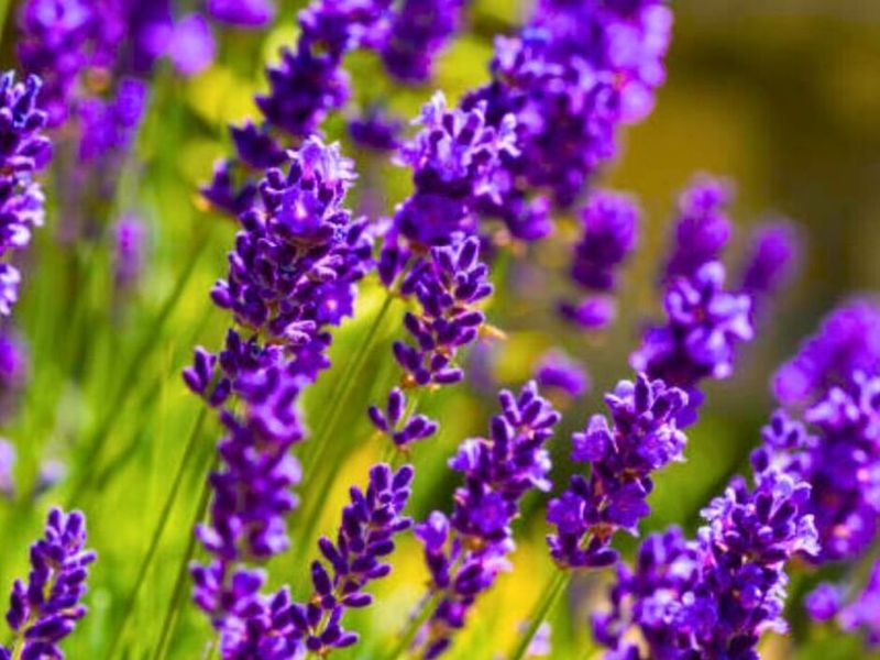 Enhanced Flower Production