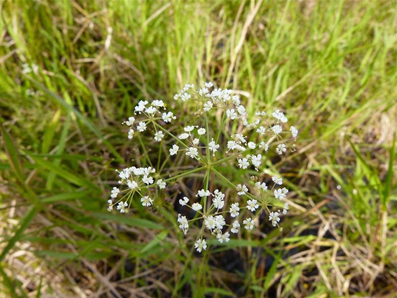 Canby's Dropwort