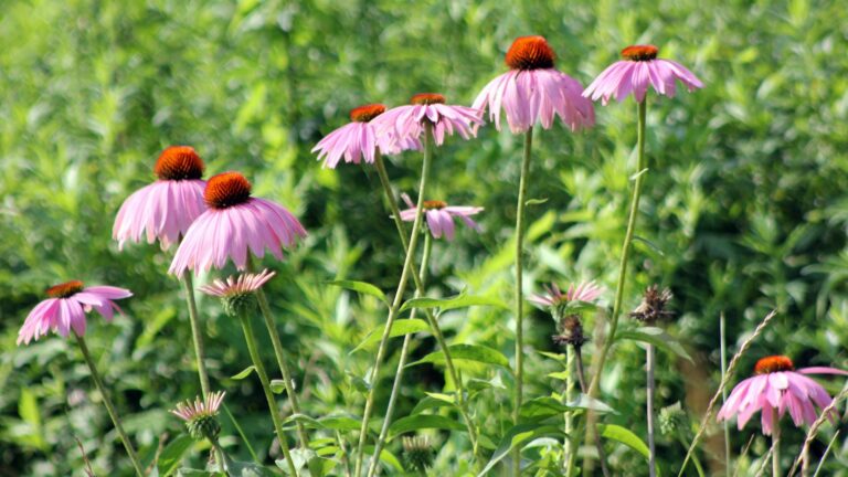 coneflower plant in full bloom