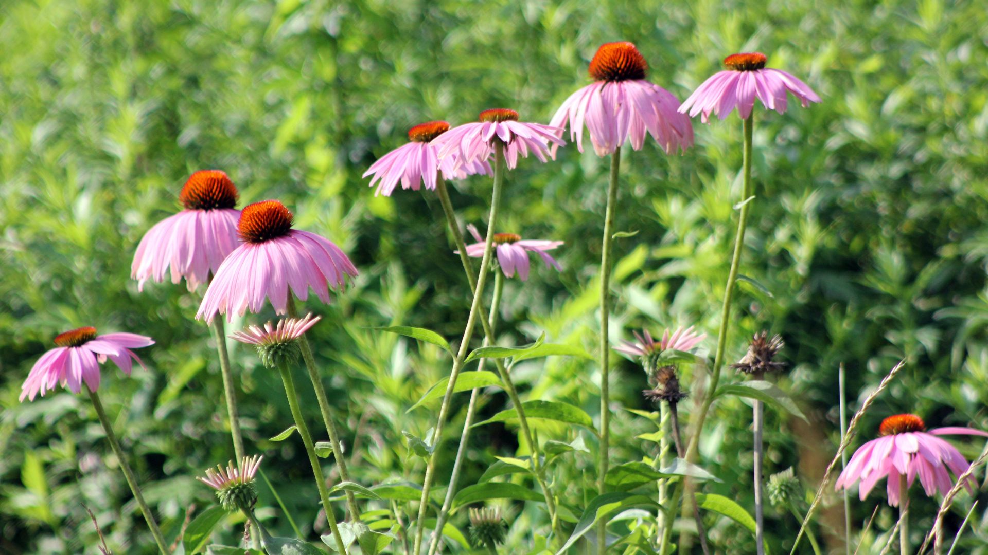 coneflower plant in full bloom